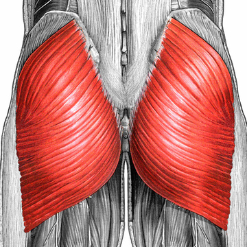 Большая ягодичная мышца (БЯМ)